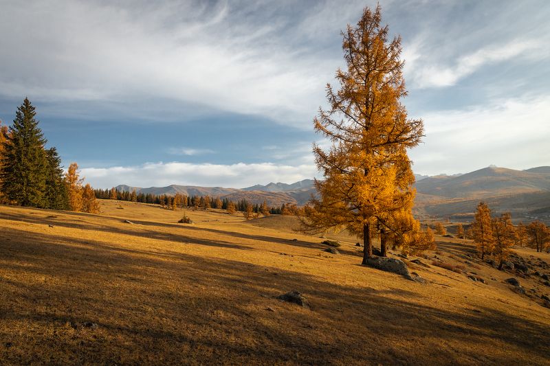 Золото осениphoto preview