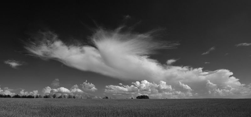 Птица-лето фото превью