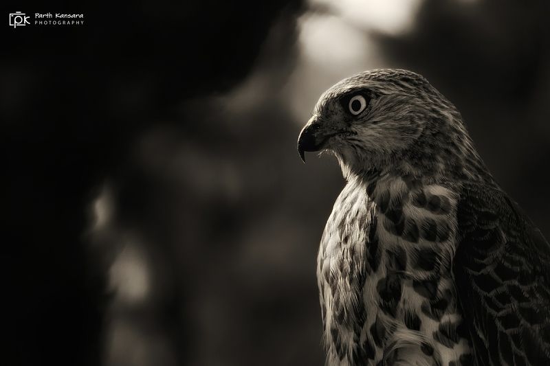 shikra, grk, greater rann of kutch, nature, 35awards, 35photo, wildlife, bird, birds, birds of india, parth, parth kansara, parth kansara wildlife, indian wildlife, photo, photography, kutch, natures, birds of kutch, nakhatrana, kutch wildlife, Shikra фото превью