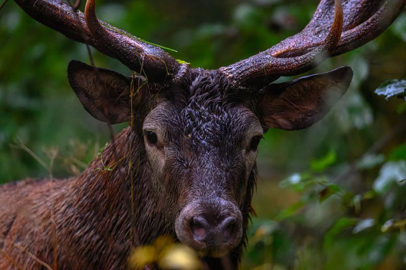 Briedisphoto preview