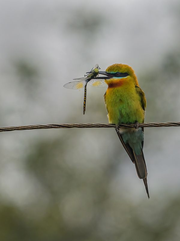 Green bee eater with dragon flyphoto preview