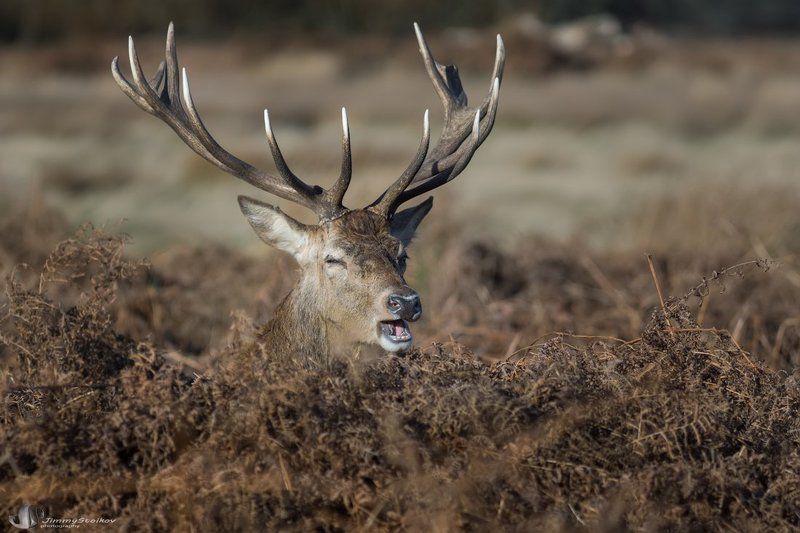 slackerphoto preview