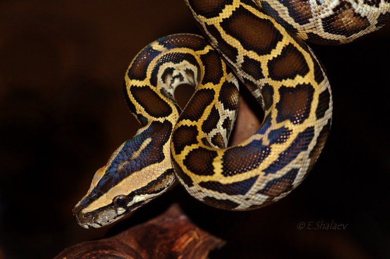 Asiatic Rock Python, Python, Python molurus, Змея, Питон, Рептилии, Тигровый питон Asiatic Rock Python,Тигровый питон - Python molurusphoto preview