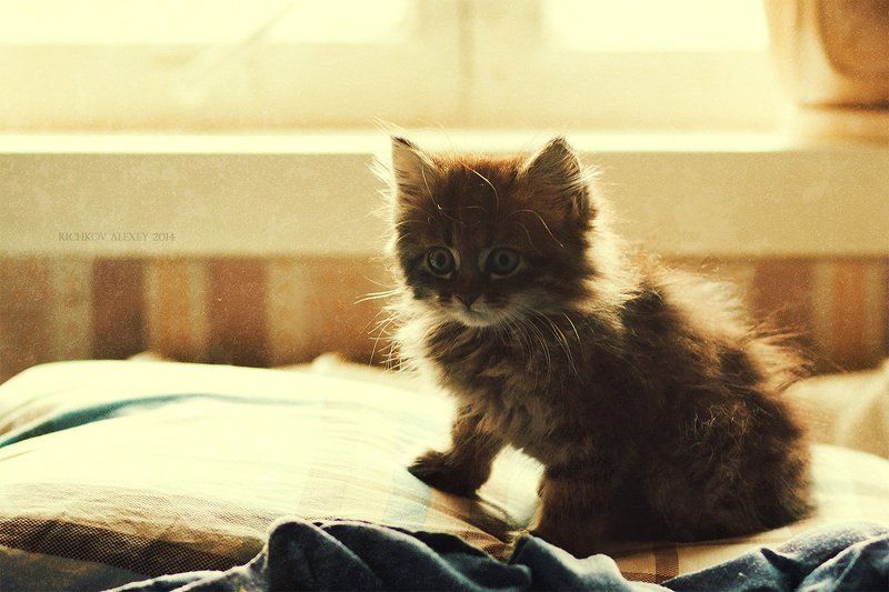 Котейкаphoto preview