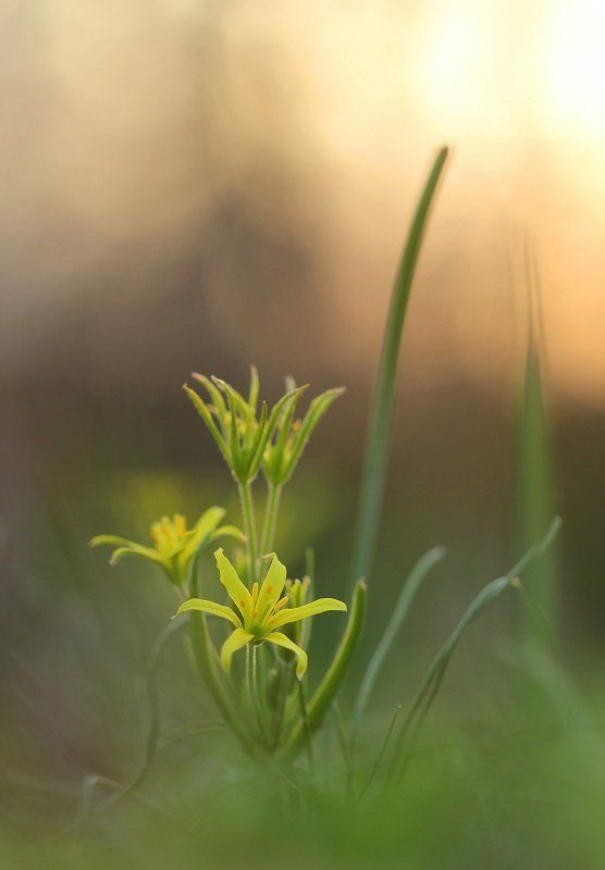 Гусиный лукphoto preview