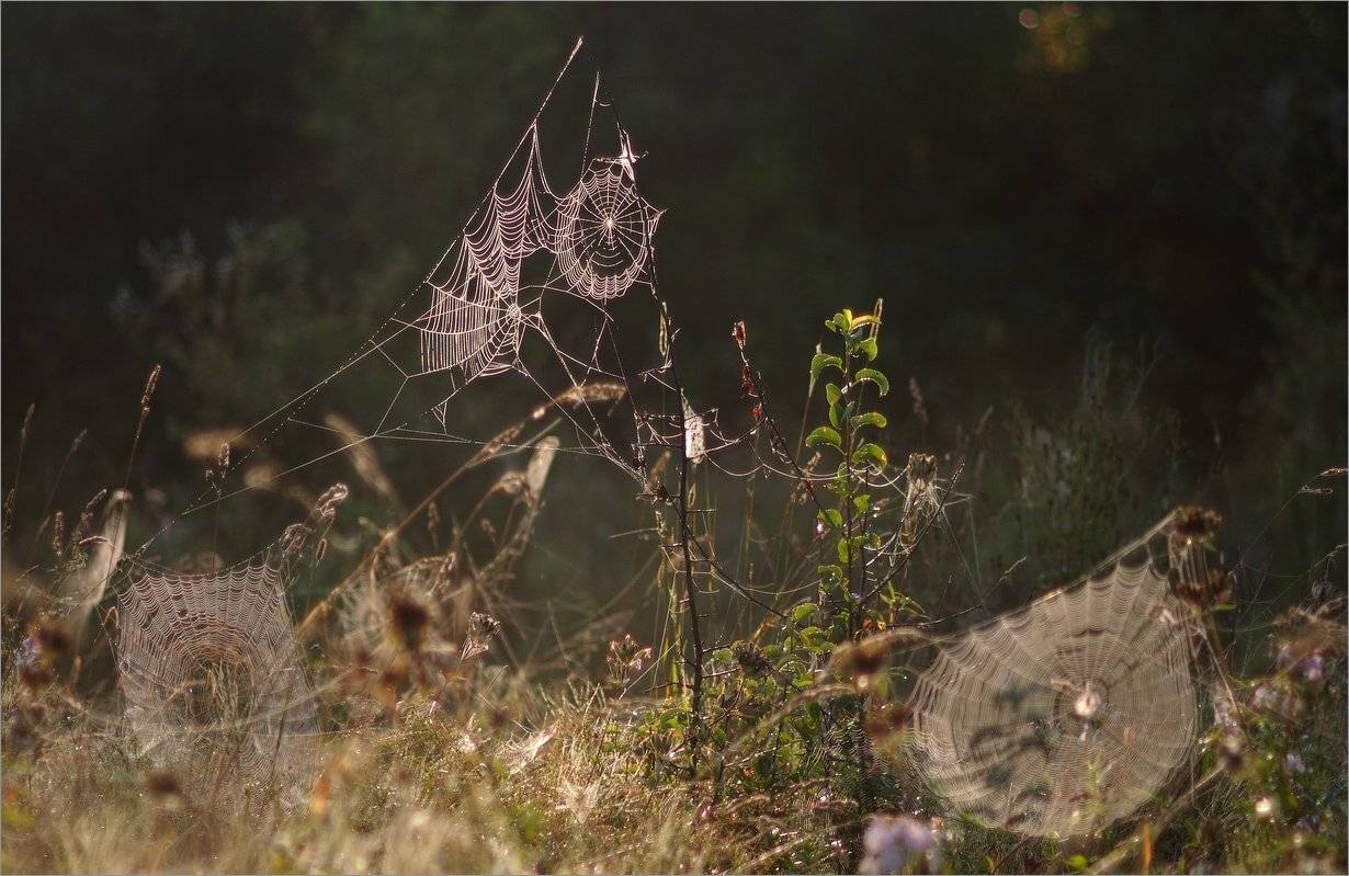 в деревне пауков.... Автор: Николай Шахманцир , Николай Шахманцир