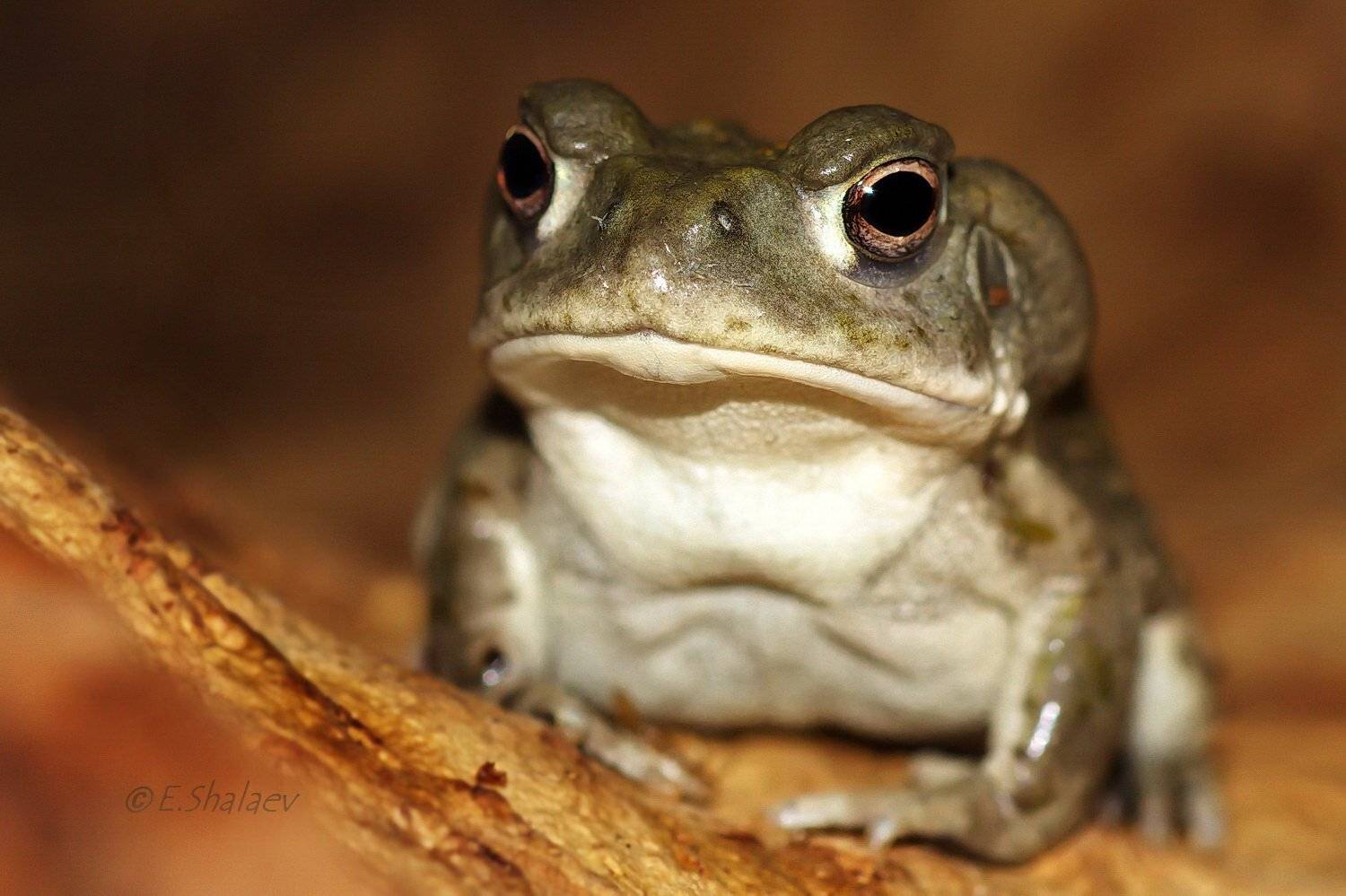 Bufo alvarius, Colorado River toad, Амфибии, Жаба, Жаба колорадская, Лягушка, Евгений