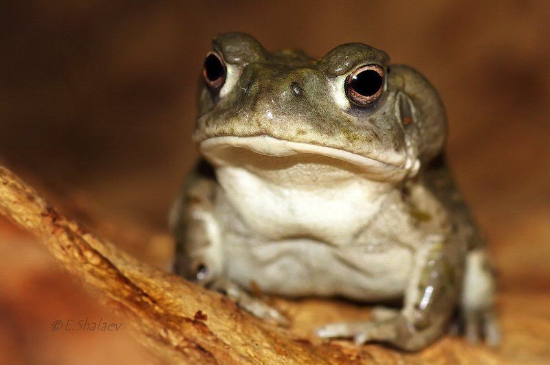 Bufo alvarius, Colorado River toad, Амфибии, Жаба, Жаба колорадская, Лягушка Colorado River toad,Жаба колорадская - Bufo alvariusphoto preview