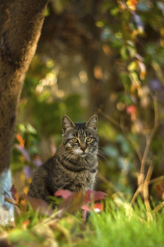 животные, кошки, осень, cat, crimea Ничейный кот и осеньphoto preview