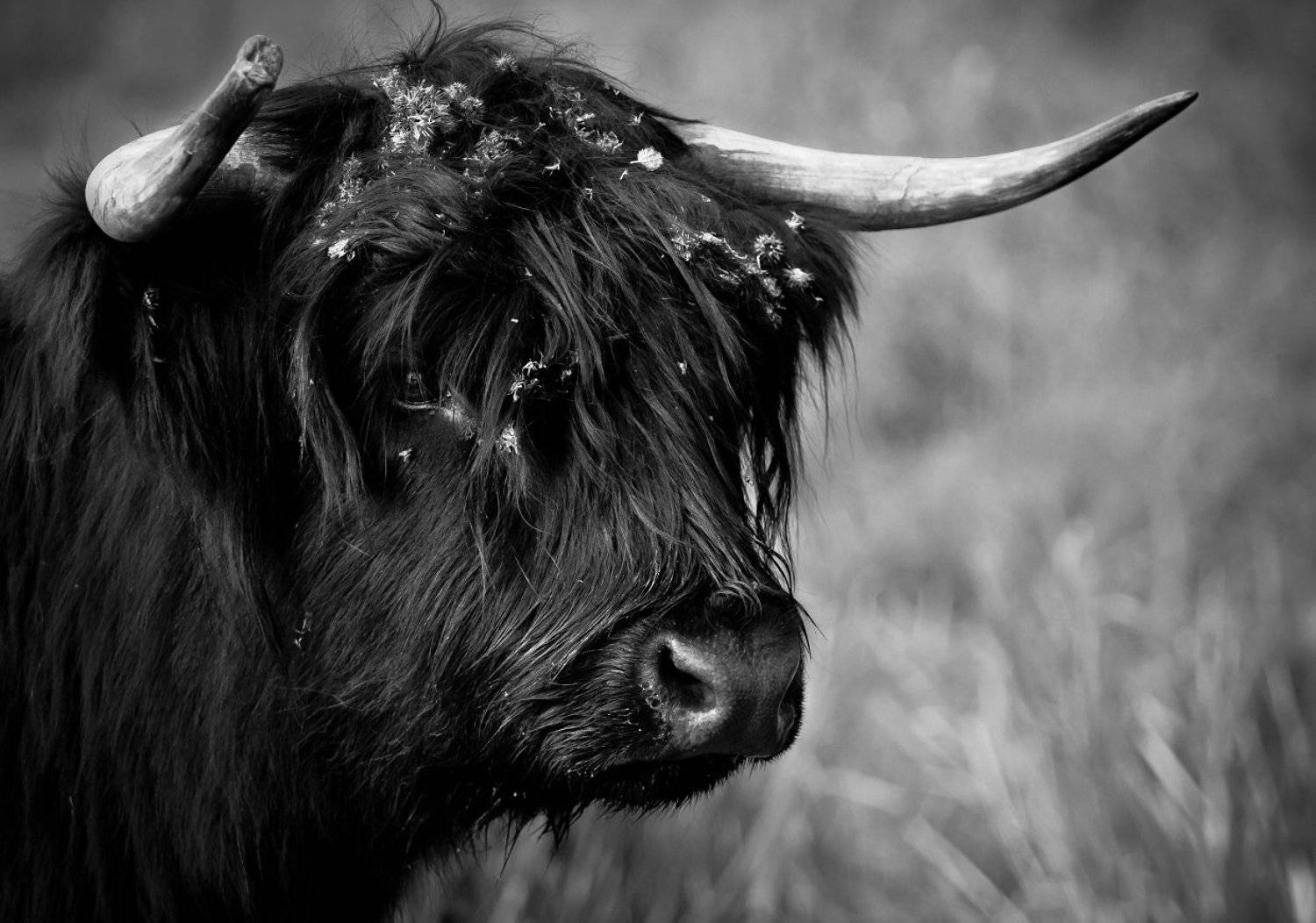 Fancy. Автор: Patryk Ignacak , Patryk Ignacak