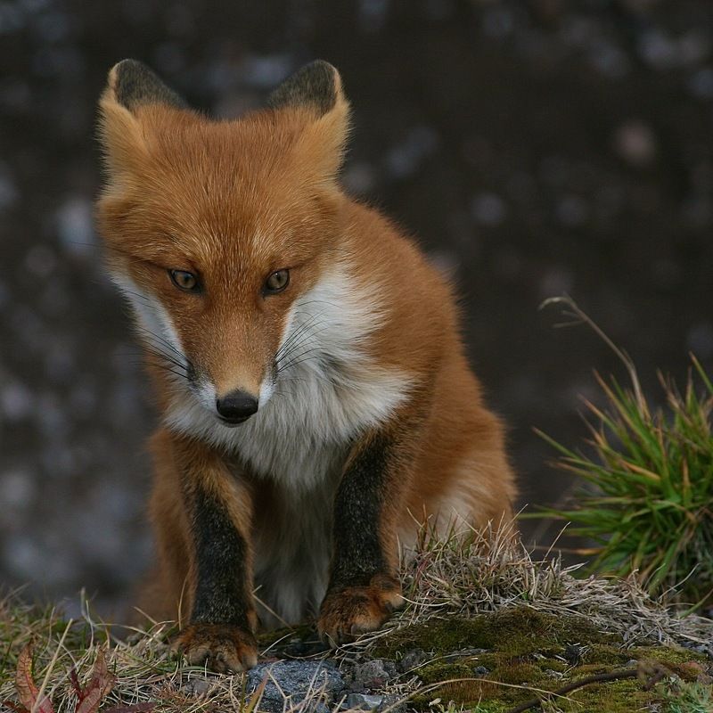 Лиса ...photo preview