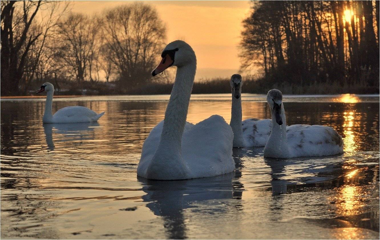 Автор: Володимир Карчевський , Володимир Карчевський