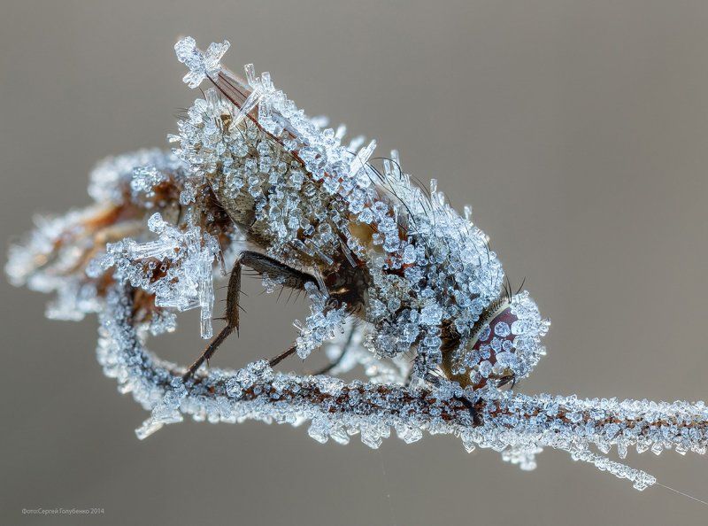 Замерзшаяphoto preview