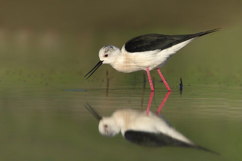 Ходулочник фото превью