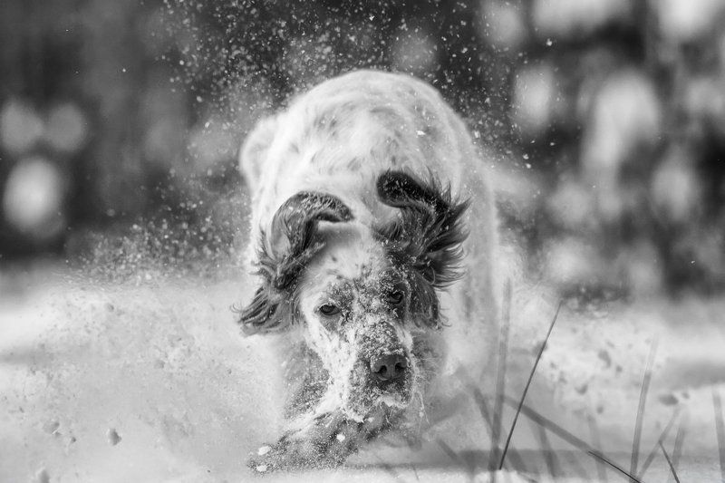Английский сеттер, Пыль, Саров, Снег, Собака в движении, Собака в прыжке, Фото собаки, Фотограф По белой тропеphoto preview