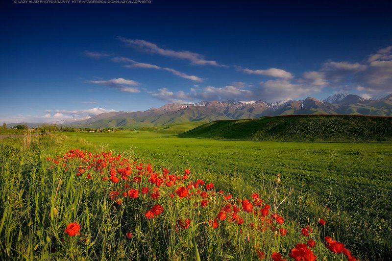 Весенние цветыphoto preview