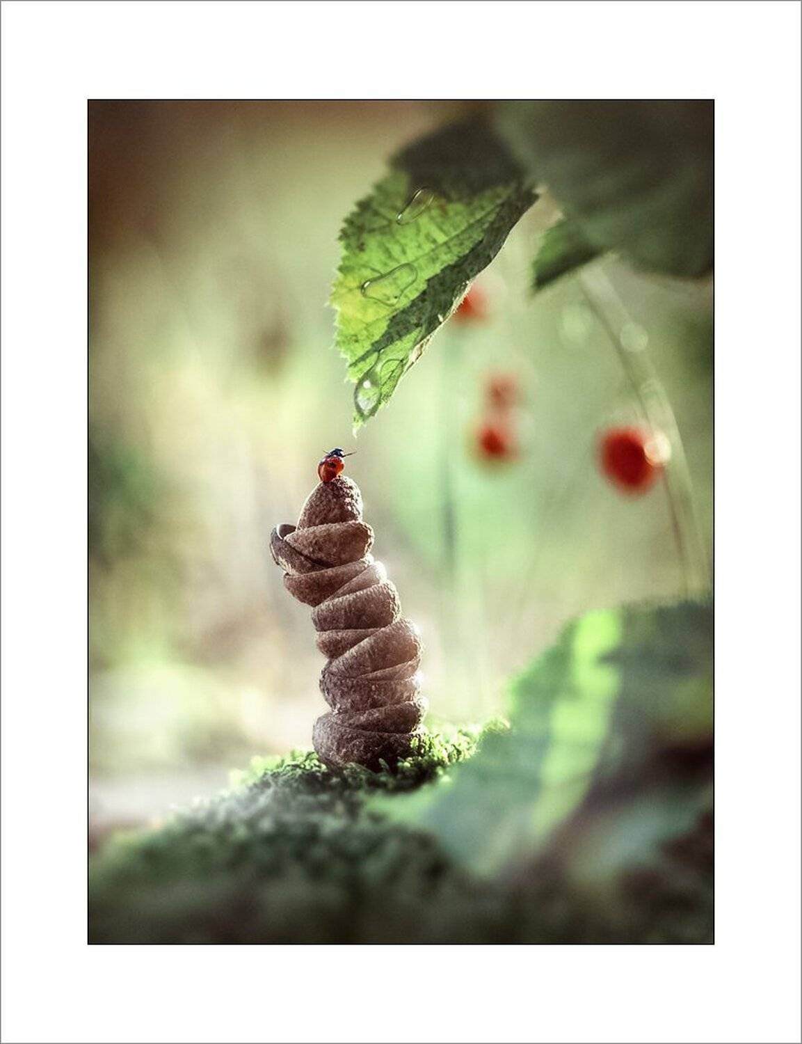 Утренние хлопоты.... Автор: Александр Чорный Г. Коростышев, Макро, Макро красота, Макро мир, Макро фото, Природа, Украина, Александр Чорный