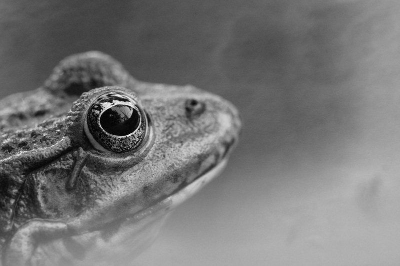 Портретphoto preview