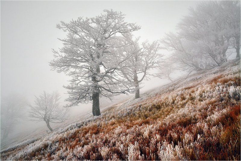 Горы, Деревья, Закарпатье, Зима, Иней, Карпаты, Мороз, Туман *** фото превью