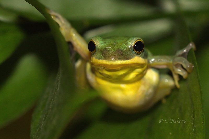 Chinese flying frog, Frog, Rhacophorus dennysi, Амфибии, Веслоног, Исполинский веслоног, Квакша, Лягушка Chinese flying frog, Исполинский веслоног - Rhacophorus dennysiphoto preview