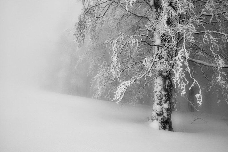 in the fogphoto preview