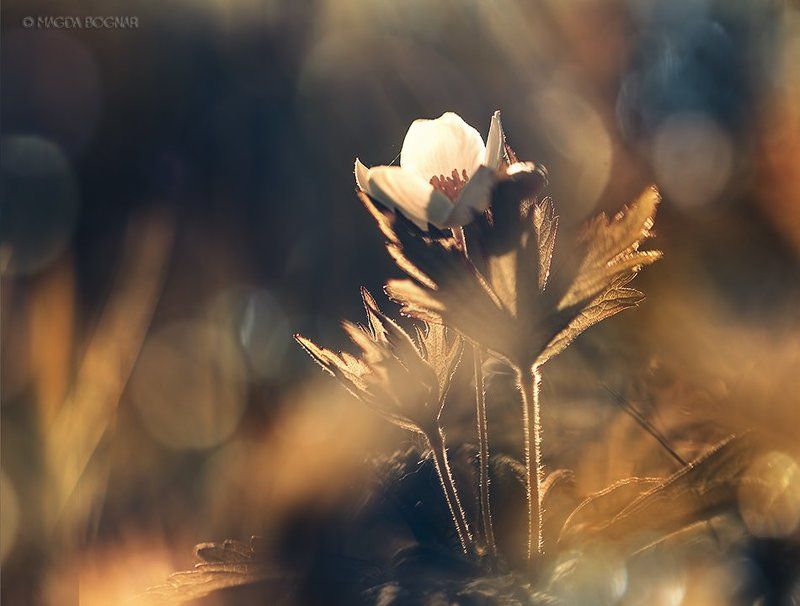 Happy New Year!photo preview