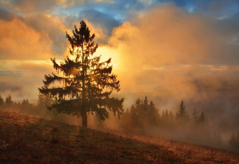 Горы, Елки, Зима, Рассвет, Солнце, Туман Раз, два, три.. Елочка, гори! Жаль только, что без снега.. фото превью