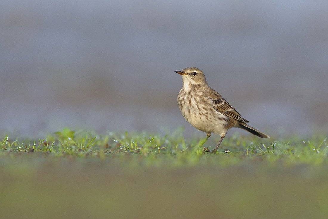 Сутрин по росата. Автор: Евгени Стефанов , Евгени Стефанов