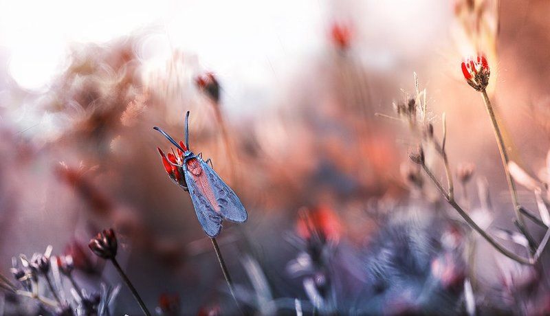 Zygaena faustaphoto preview