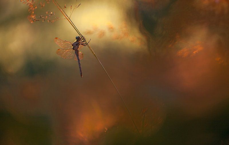 5DMKII 100mm L IS F2.8 Canon, 600D Canon 600 EX RT, Pixel King 9+1photo preview