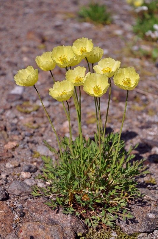 Макиphoto preview