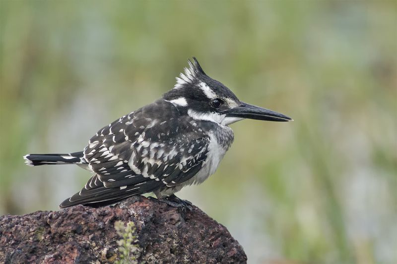 Pied Kingfisher (Ceryle rudis)photo preview