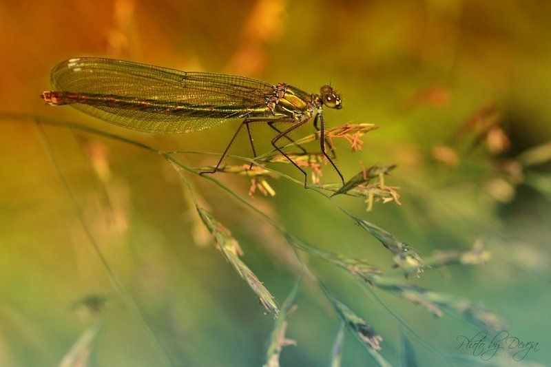 наблюдатель (ы)photo preview