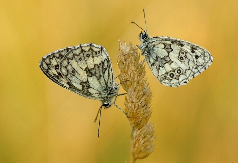 дуэтphoto preview