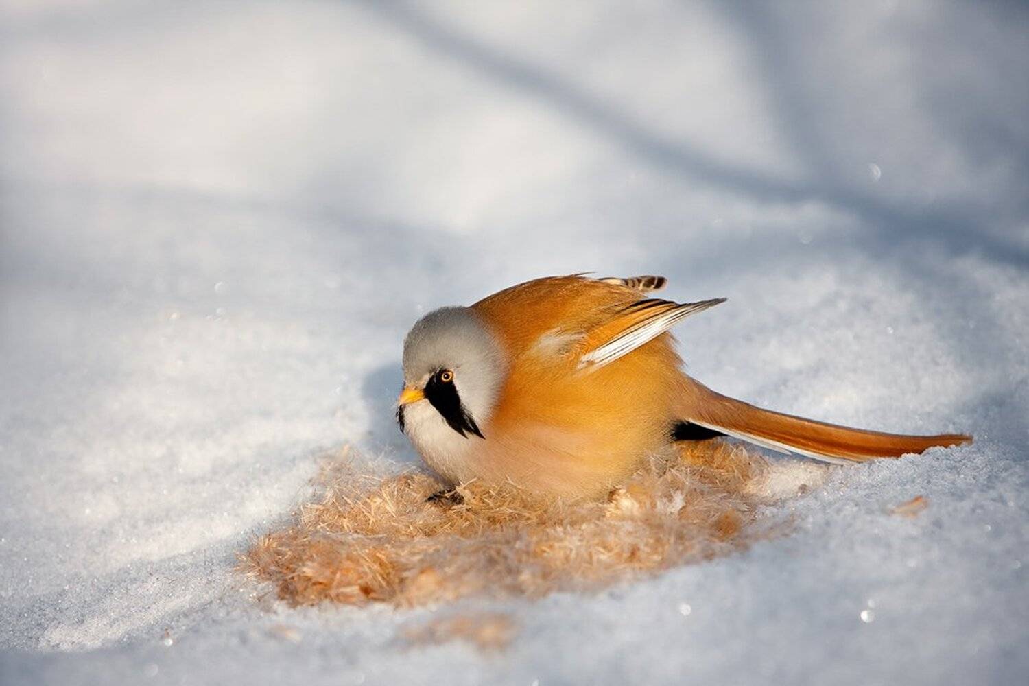 Зимняя трапеза.. Автор: Юрий Сорокин , Юрий Сорокин