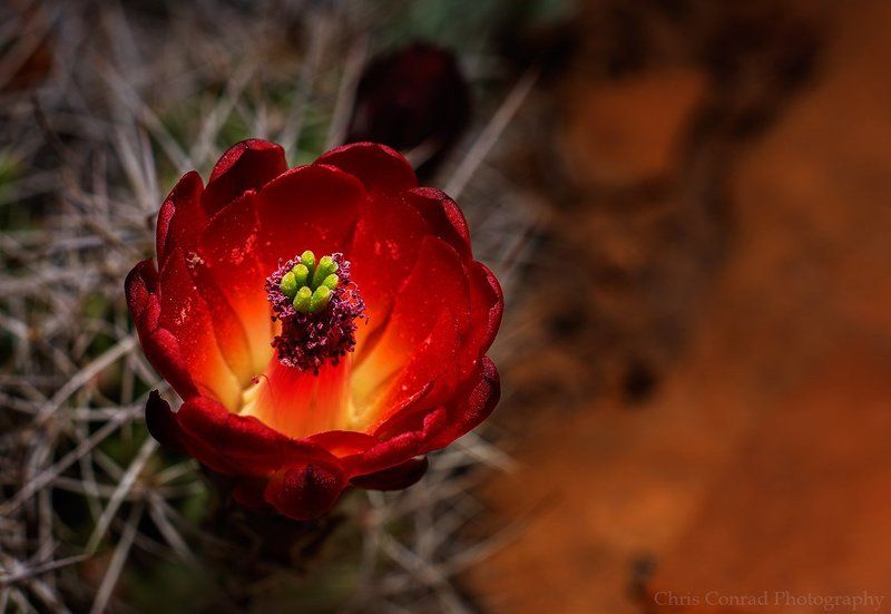 Claret Cup Cactus, Spring 2014photo preview