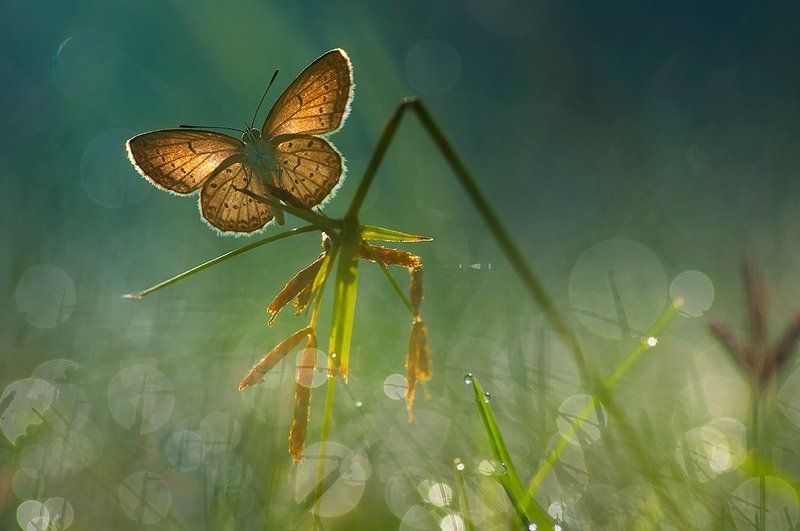 Butterfly, Dew, Macro, Morning good morningphoto preview