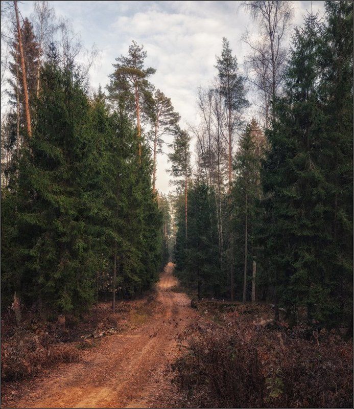 Лес, Осень, Подмосковье По осенним дорожкамphoto preview