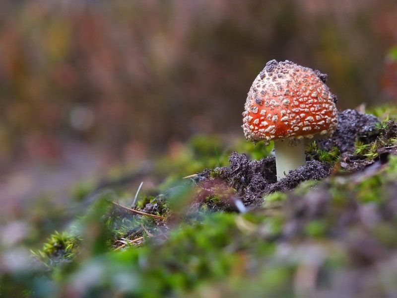 Лесной жительphoto preview