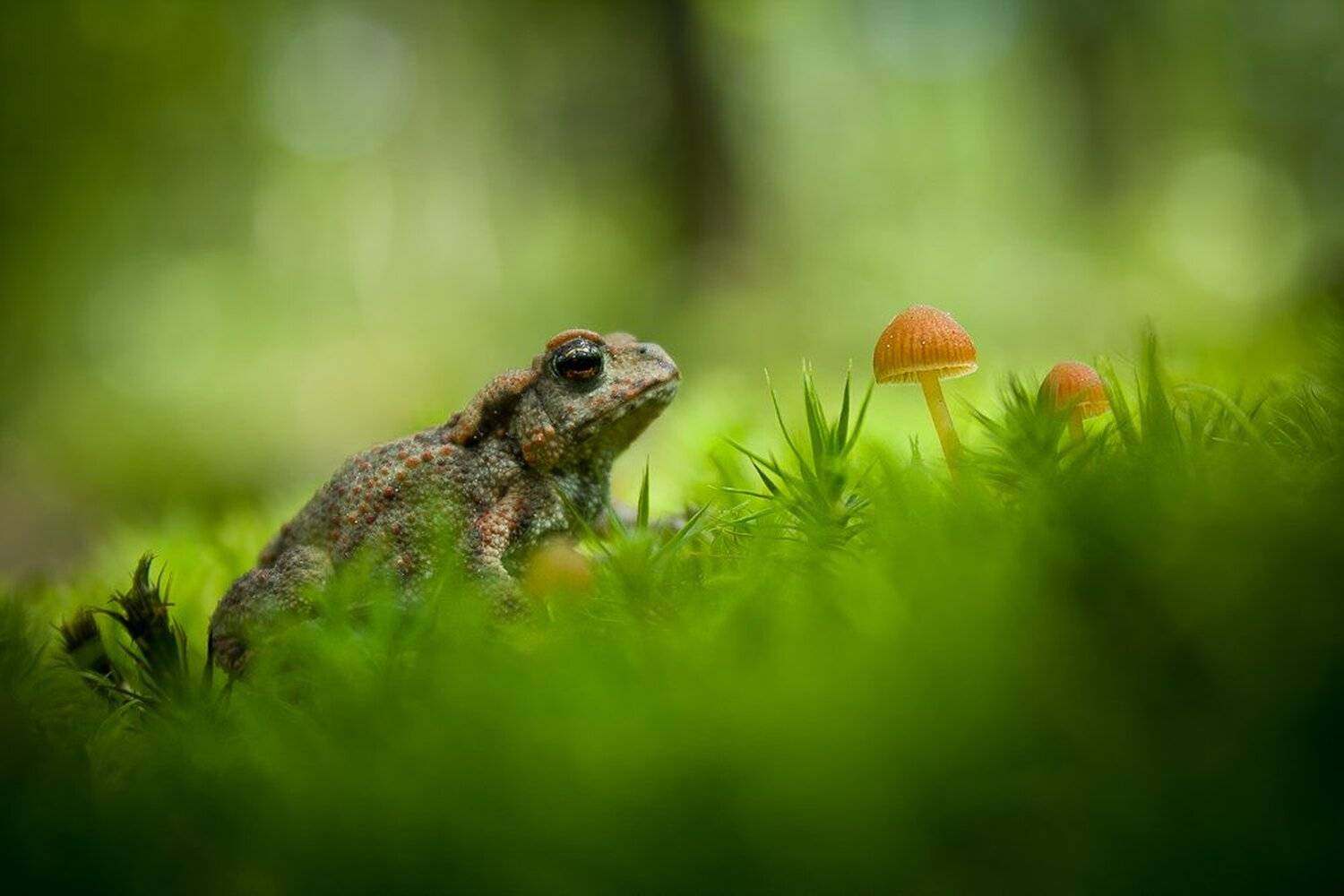 Waiting for the magic kiss. Автор: Gabriel Prescornita , Gabriel Prescornita