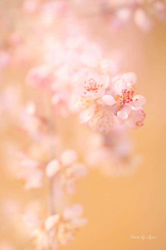 flowers in Springphoto preview