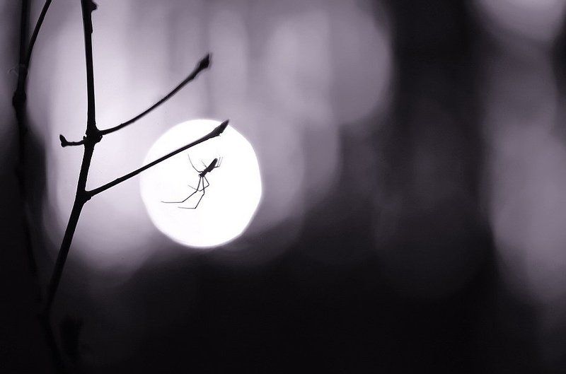 Лунатик.photo preview