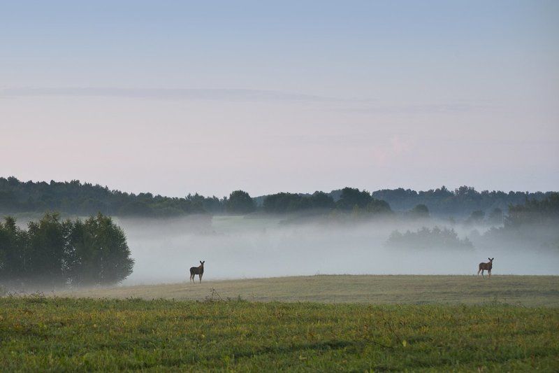 Пейзаж с лосямиphoto preview