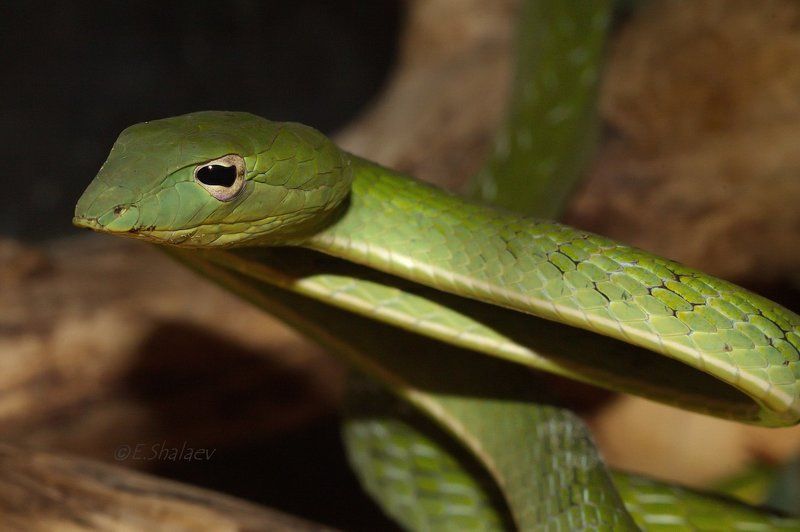 Ahaetulla nasuta, Green Vine Snake, Змея, Плетевидная змея, Рептилии Green Vine Snake ,Плетевидная змея носатая - Ahaetulla nasutaphoto preview