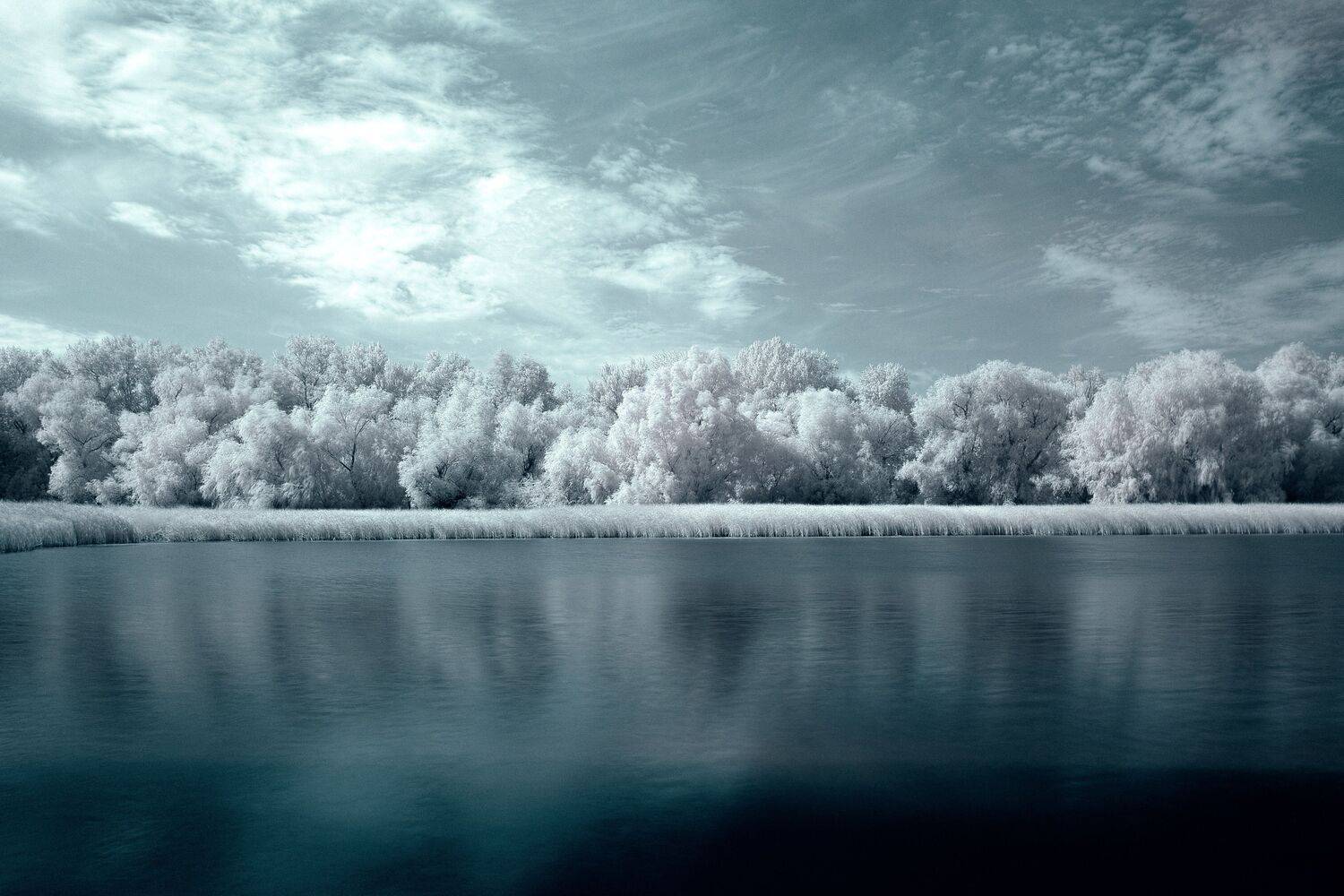 Infrared photography. Автор: Сторчилов Павел ir760, volgograd, russia, wildlife, , Сторчилов Павел