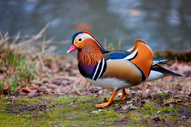 Утка-мандаринкаphoto preview