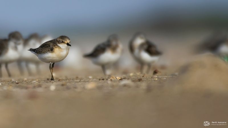 lesser sand plover,  nature, 35awards, 35photo, wildlife, bird, birds, birds of india, parth, parth kansara, parth kansara wildlife, indian wildlife, photo, photography, kutch, natures, birds of kutch, nakhatrana, kutch wildlife, lesser sand plover фото превью