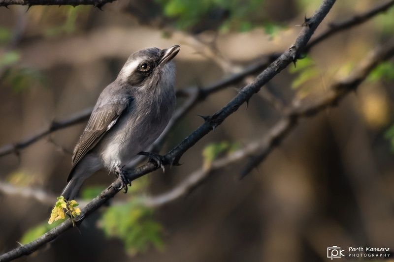 common woodshrike,  nature, 35awards, 35photo, wildlife, bird, birds, birds of india, parth, parth kansara, parth kansara wildlife, indian wildlife, photo, photography, kutch, natures, birds of kutch, nakhatrana, kutch wildlife, common Woodshrikephoto preview