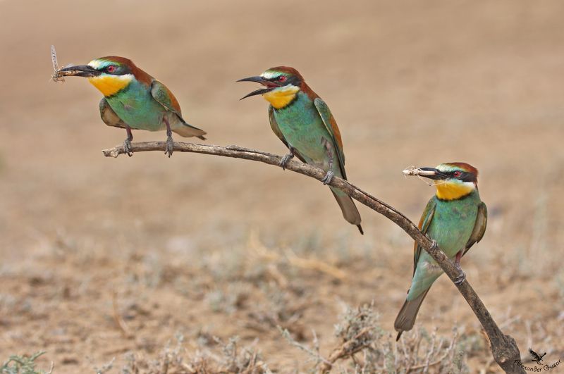 золотистая щурка. Трио фото превью