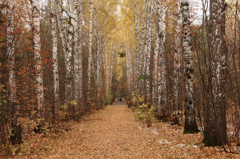 осень,аллея,деревья,природа Осенние прогулкиphoto preview